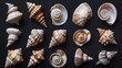 Beautiful shell set collection. Isolated on black background Generative AI