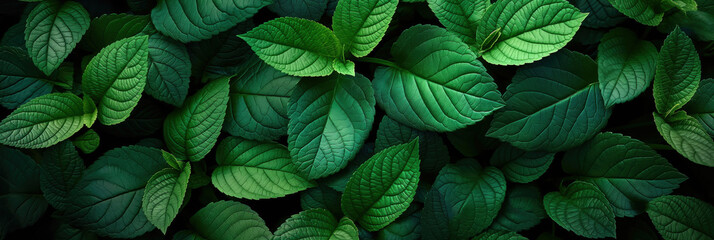Wall Mural - Fresh green mint leaves banner. Summer background