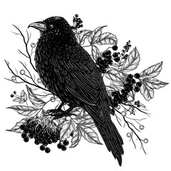 Wall Mural - Vector illustration of a crow on an elderberry branch in engraving style