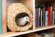 本棚の中の壺巣から覗くシルバー文鳥のメス