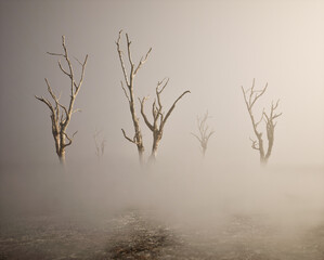 Wall Mural - Five dead trees in mist on forest ground.