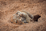 Fototapeta Uliczki - Group of meerkats hugging while sleeping