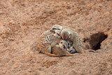 Fototapeta Uliczki - Group of meerkats hugging while sleeping