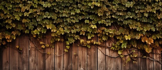 Poster - A home fencing made of wood with ivy growing on it, creating a natural landscape pattern. The green vines cover the wooden fence beautifully