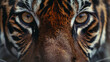 Front view tiger portrait. 