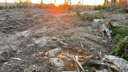 Wall Mural - Forest clearing. Illegal deforestation landscape. Illegal logging. Amazon Forest destruction, felling trees. Cutting trees. Stacks cut. Forests illegal disappearing. Deforestation, timber logging.