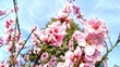 fleissige Biene sammelt Nektar an pinken Obstbaumblüten im Frühling, Nektarinenbaum, Insekt, Bienen, Bestäubung, fliegen, Honig, Makro, Zeitlupe, Nahaufnahme
