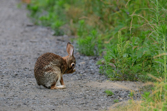 Wild Eastern Cottontail Bunny Rabbit washing it face