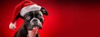 Happy and cheerful boston terrier dog in a santa claus hat on clear bright red background. Christmas pet. Happy New Year concept. Festive banner or backdrop with copy space