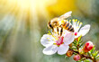 Honigbiene an der Manukablüte 