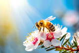 Fototapeta  - Honigbiene an der Manukablüte 