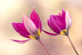 Fototapeta Tulipany - Tulipany botaniczne, tapeta, dekoracja.