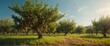 Orchard in summer beautiful nature scenery landscape from Generative AI