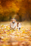 Fototapeta Koty - furry friends a cat and a corgi dog walk through fallen golden leaves in an autumn sunny park