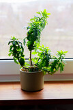 Fototapeta Lawenda - plant in a pot in a window