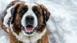 Saint bernard puppy lying in snow