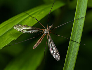 Wall Mural - A long-legged light brown ent crane fly sits on several green stems in a thicket of meadow grass on a cloudy summer day.