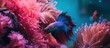 purple betta fish on beautiful aquarium