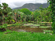 Rainforest in Botanical Garden of Rio de Janeiro, Brazil. Botanical garden is 137-hectare garden with more than 8000 plant species.	