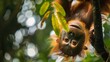 A young Sumatran orangutan is hanging from a tree branch in its natural habitat, showcasing its agile climbing skills and arboreal lifestyle.