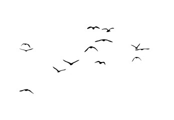 Wall Mural - bird - flock of birds silhouette isolated on white clear background