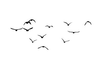 Wall Mural - bird - flock of birds silhouette isolated on white clear background