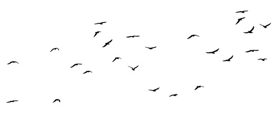 Wall Mural - bird - flock of birds silhouette isolated on white clear background