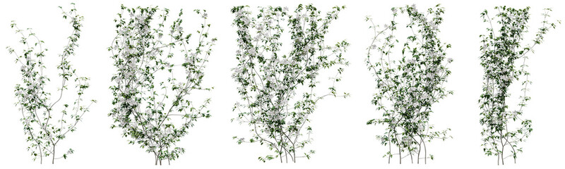 Wall Mural - Set of Clematis Lanuginosa vine plant, Flowering vine for decorate wall and fence with isolated on transparent background. png file, 3d rendering illustration, clip art and cut