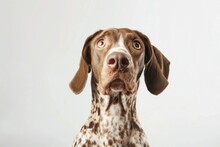 Dog With Strangeexpressions On White Background