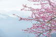 Beautiful pink sakura cherry blossom