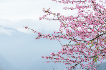 Canvas Print - Beautiful pink sakura cherry blossom