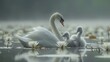  A mother swan and her two baby swans swimming in a tranquil pond surrounded by lush green lily pads on its placid edges