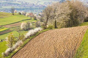 Wall Mural - Spring landscape with blossom trees on a green meadows. The Hrinova village in Slovakia, Europe.