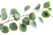 © muhamad - eucaliptus branch with leaves, cutout, png isolated transparent background