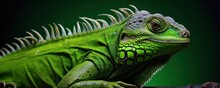 A Vivid Green Iguana With Textured Skin And Spiky Dorsal Scales, Which Could Be Used In Wildlife Educational Materials Or As A Striking Subject In Nature Photography.