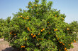 Harvest time on orange trees orchard in Brazil, ripe yellow navel oranges citrus fruits hanging on tree