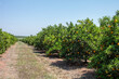 Harvest time on orange trees orchard, ripe yellow navel oranges citrus fruits hanging on tree


