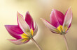 Tulipany botaniczne, tapeta, dekoracja.