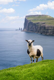 Fototapeta Konie - Sheep on Streymoy Island, Faroe Islands