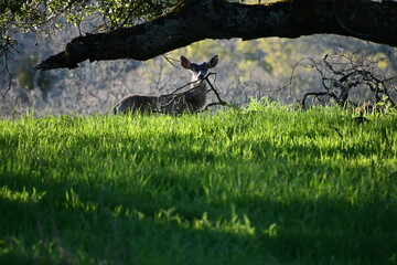 Sticker - deer in the grass