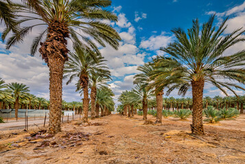 Wall Mural - Plantations of date palms for healthy food production. Date palm is iconic ancient plant and famous food crop in the Middle East and North Africa, it has been cultivated for 5000 years