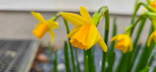 Yellow daffodils - daffodils - in spring at Easter