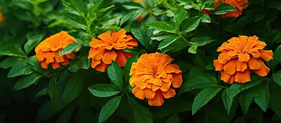 Sticker - Orange flowers growing in garden