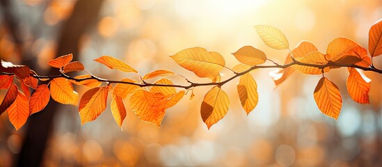 Wall Mural - Autumn leaves on a tree branch in sunlight