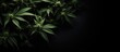 Marijuana plants close-up against a black backdrop