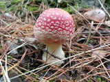 Fototapeta Młodzieżowe - Fly agaric mushrooms in grass