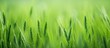 Field with a blurred background of lush green grass