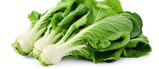 Wall Mural - Lettuce bunch close-up on white background