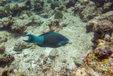 Fototapeta Do pokoju - Parrotfish in the coral reef of Maldives island. Tropical and coral sea wildelife. Beautiful underwater world. Underwater photography.