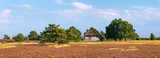 Fototapeta Pomosty - Panorama, typische Landschaft der Lüneburger Heide,  blühendes Heidekraut und alter Schafstall 